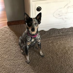 Meet your Posher, Elizabeth